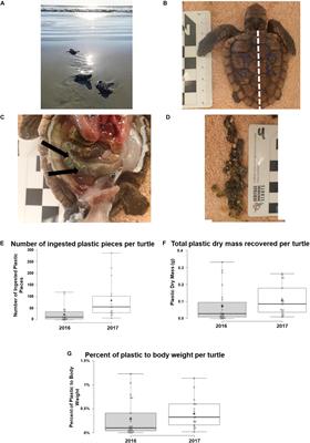Plastic Ingestion in Post-hatchling Sea Turtles: Assessing a Major Threat in Florida Near Shore Waters